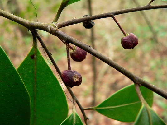 {Ilex cassine}